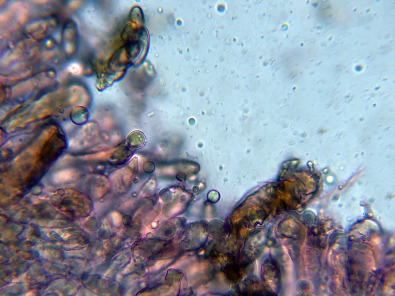 Chroogomphus fulmineus 10 - Queilocistidios-002